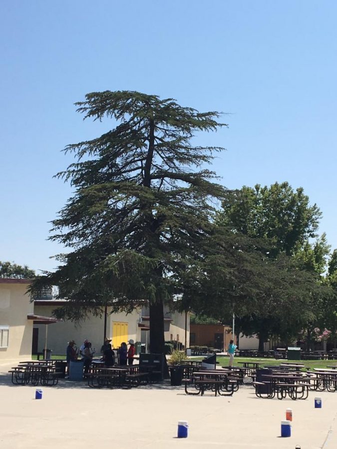 The biggest tree in the AV quad is known as the "Freshman Tree" since most freshman sit at the tables under the tree during lunch.