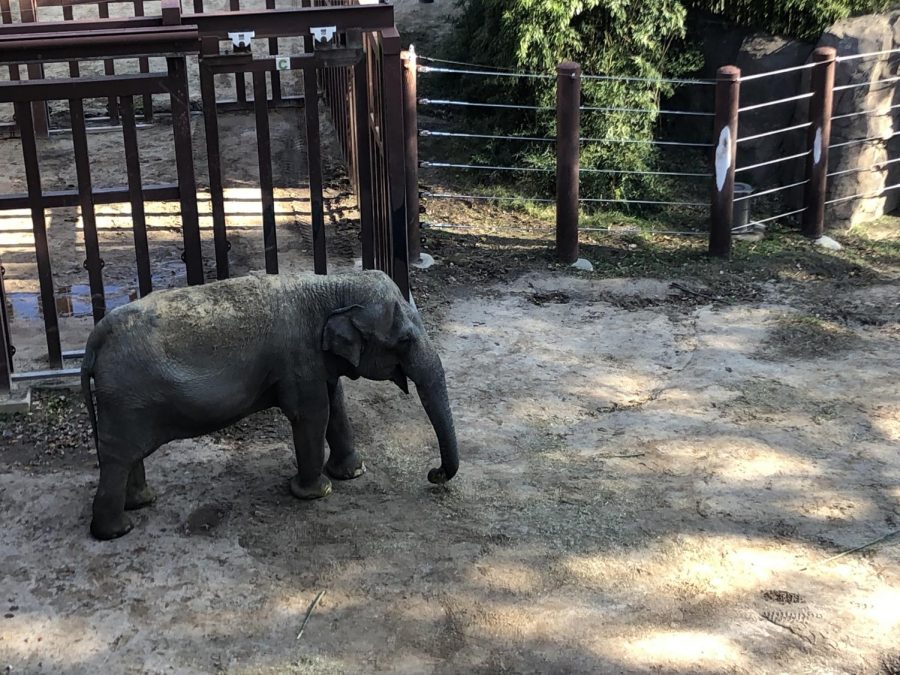 "The animals we have here are either rescues or endangered species that have plans in motion for rehablilitation," said an anonymous parks operation associate.