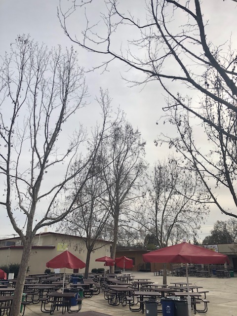 The view from the quad is filled with clouds and leafless trees during January and February.