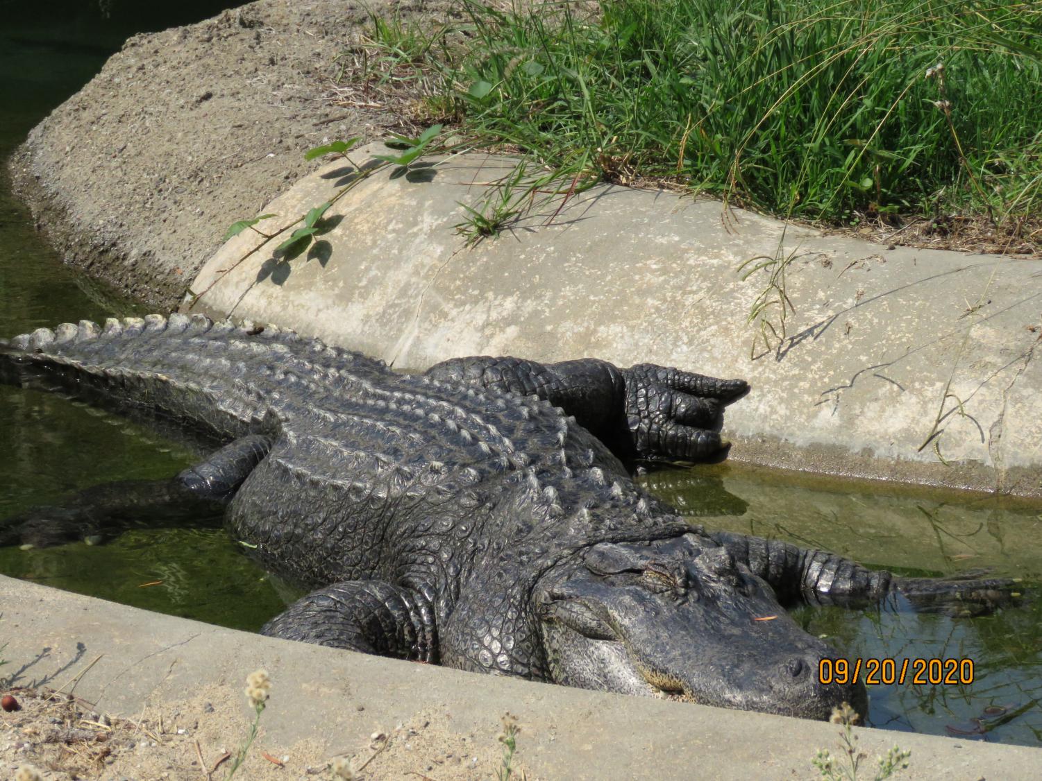 Wonders of the Bay: The Oakland Zoo