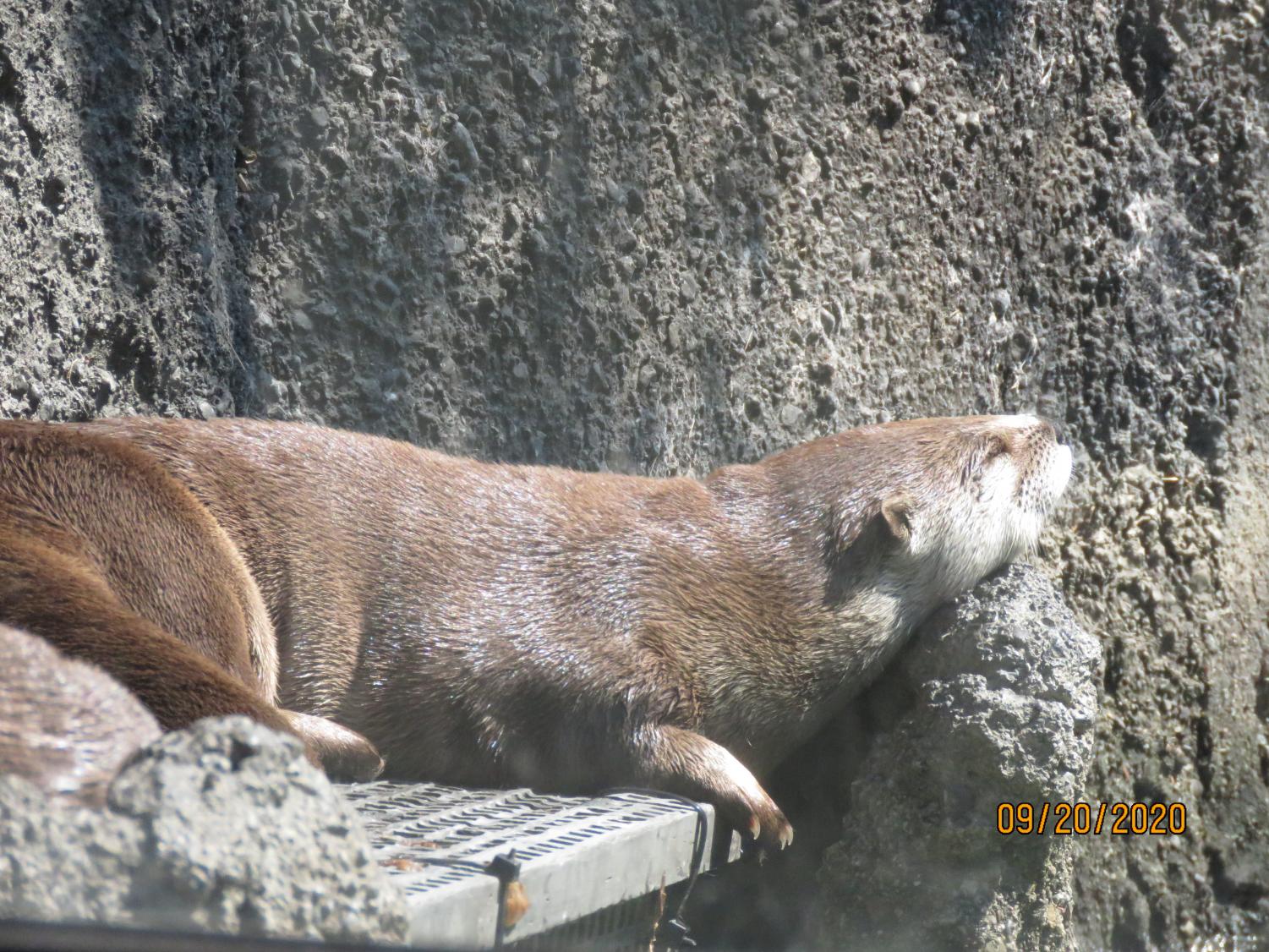 Wonders of the Bay: The Oakland Zoo