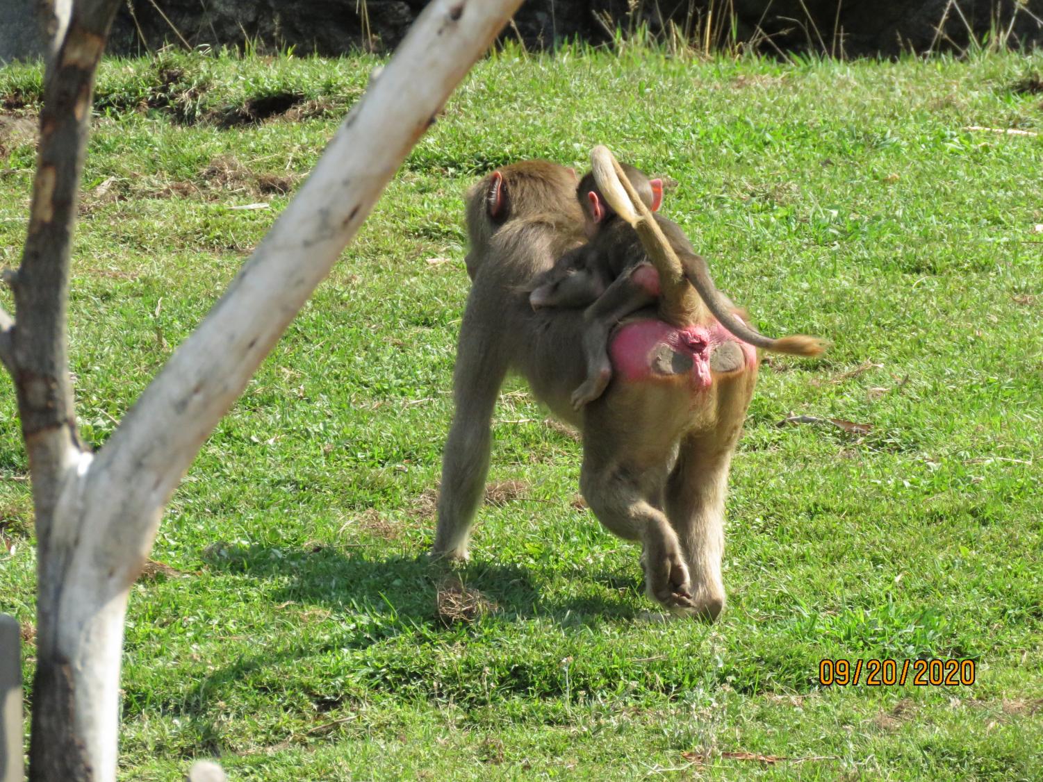 Wonders of the Bay: The Oakland Zoo