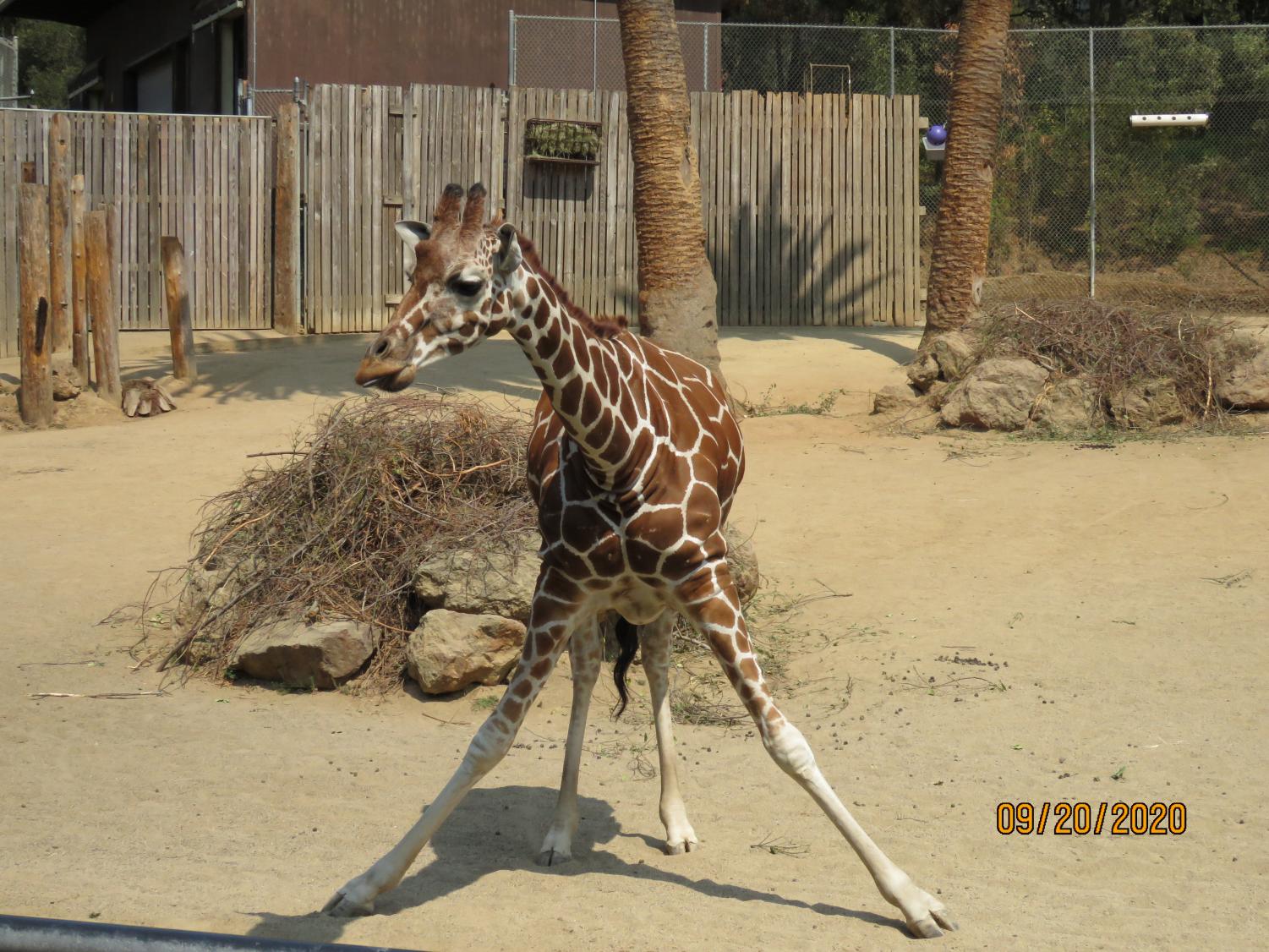 Wonders of the Bay: The Oakland Zoo