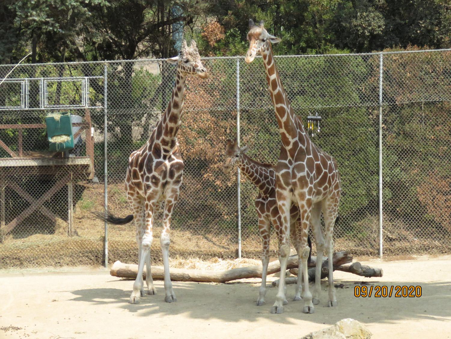 Wonders of the Bay: The Oakland Zoo