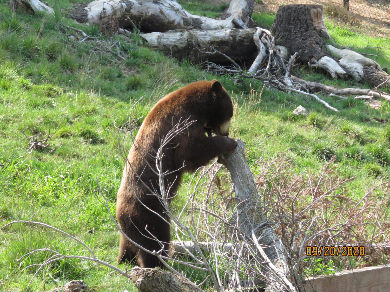 Wonders of the Bay: The Oakland Zoo