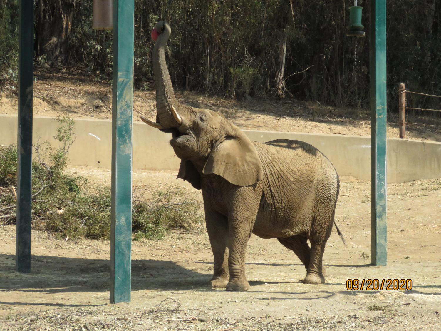 Wonders of the Bay: The Oakland Zoo