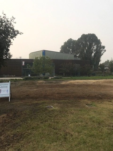 The incredible eucalyptus tree was removed from Lion's Wayside Park.