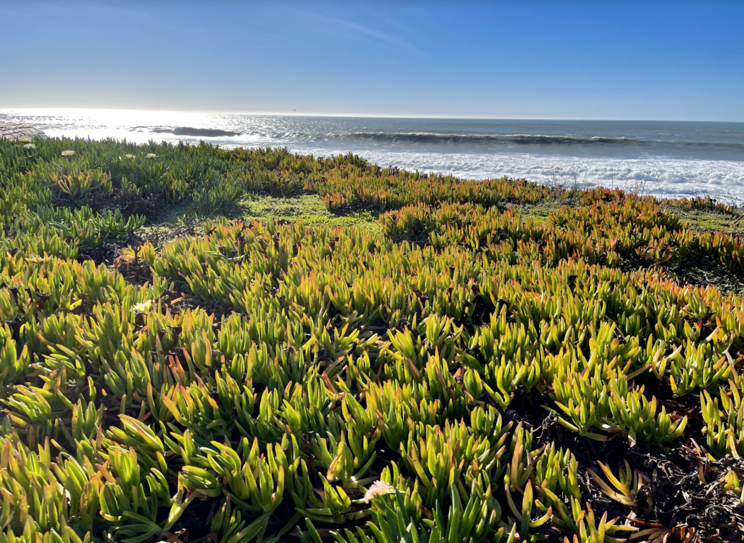 Wonders of the Bay: Half Moon Bay