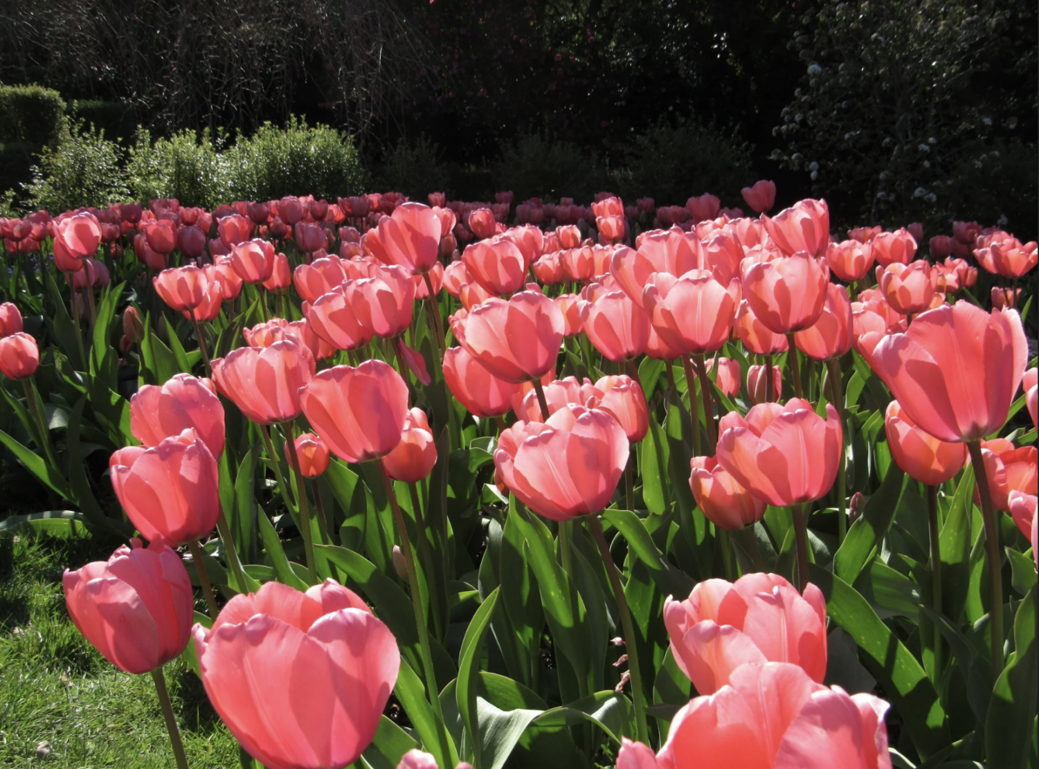 Filoli Historic House and Garden