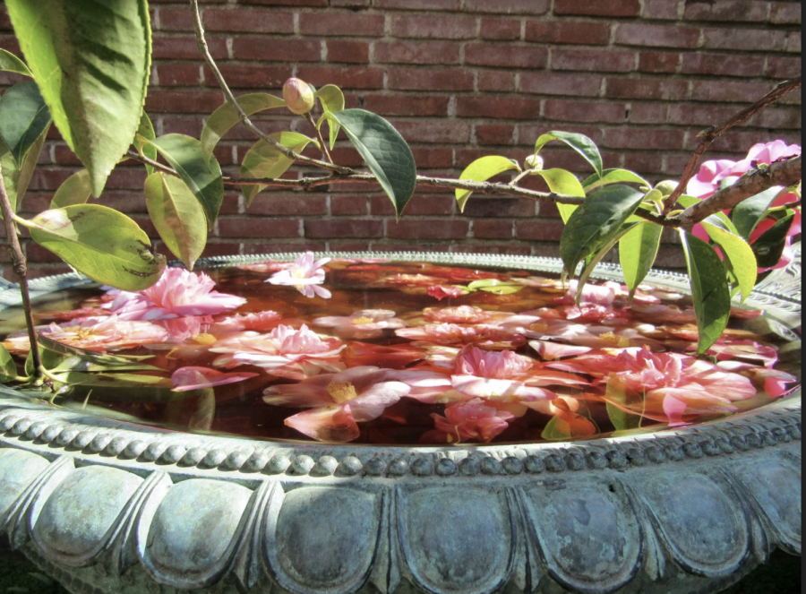 Fallen camellias reside in a fountain meant for birds.