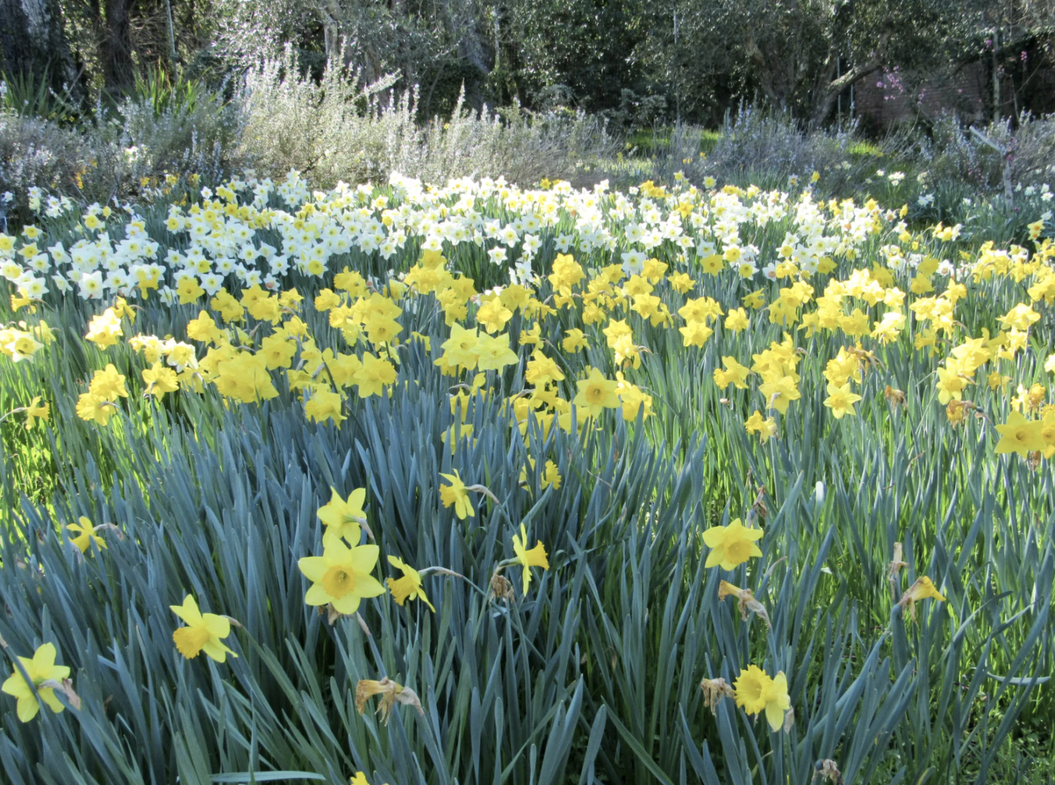 Filoli Historic House and Garden
