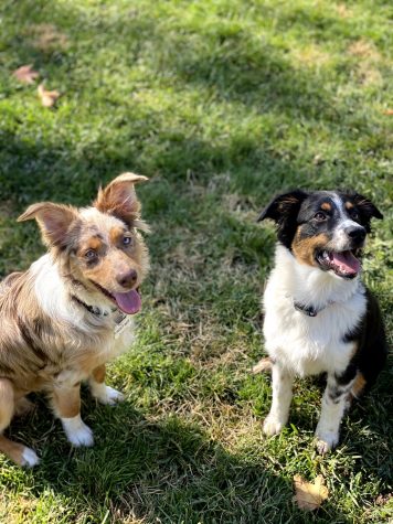 Having been (and still somewhat) isolated at home for so long, more families and adults feel capable bringing a furry friend into their homes.