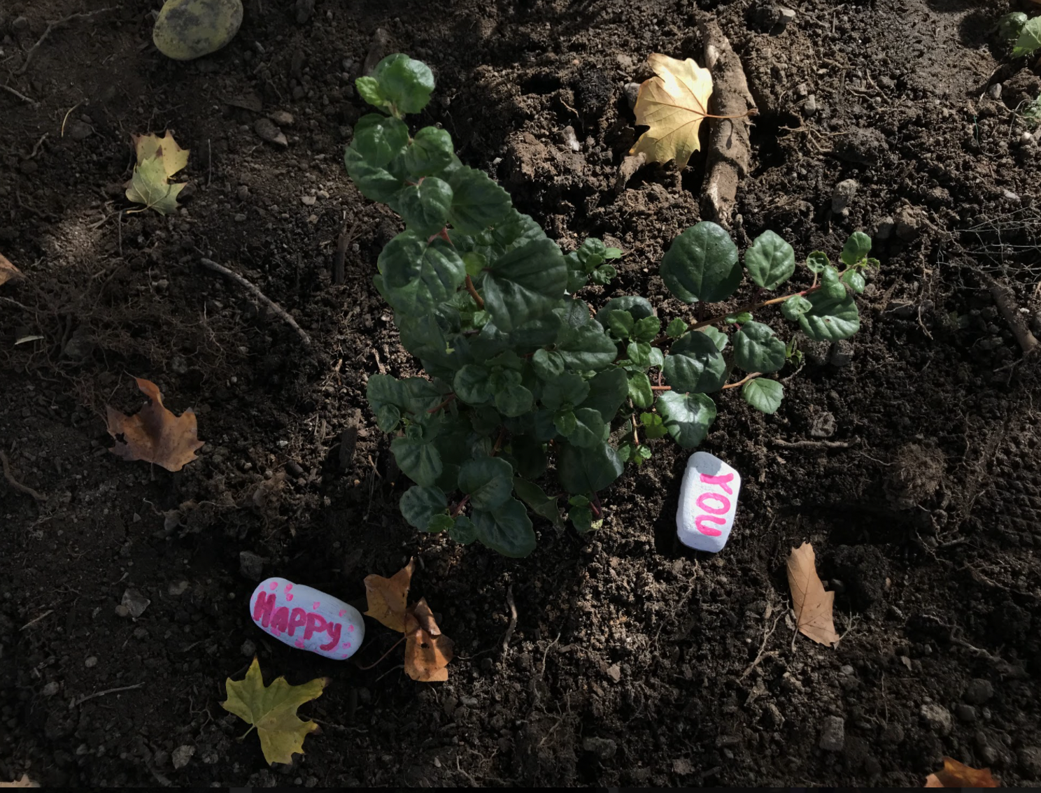 AV Leadership spruces up campus with plants and decorations