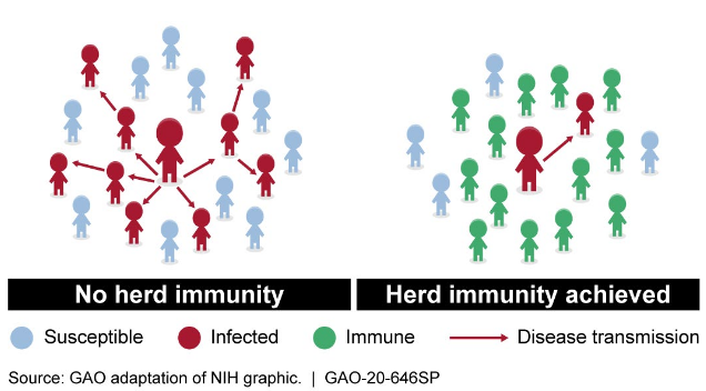 Herd immunity is where a certain threshold of the population is immune against a pathogen, rendering it unable to spread effectively.
