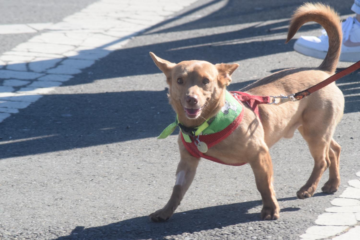The Saint Patrick’s Day festival brings Dublin IE to Dublin CA