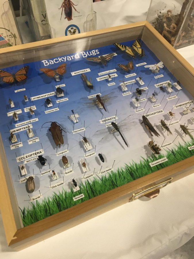 This is a display of common insects from the Alameda County Vector Control.
