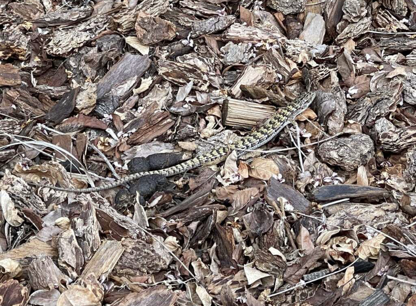 A baby snake lies in the tanbark near a trail.