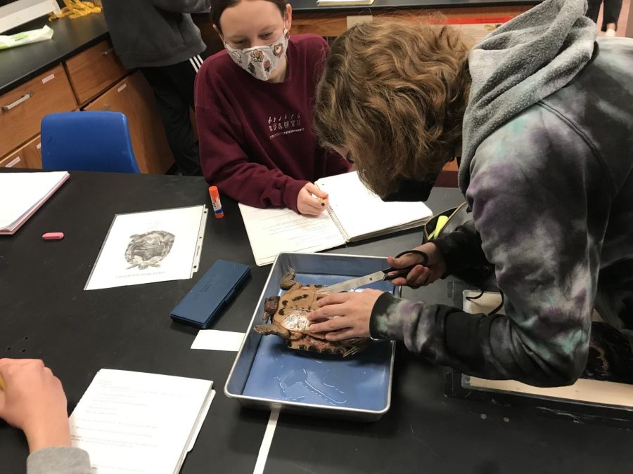 Amelia Schwartz ('22) makes the first incision in the turtle as her classmates watch. 