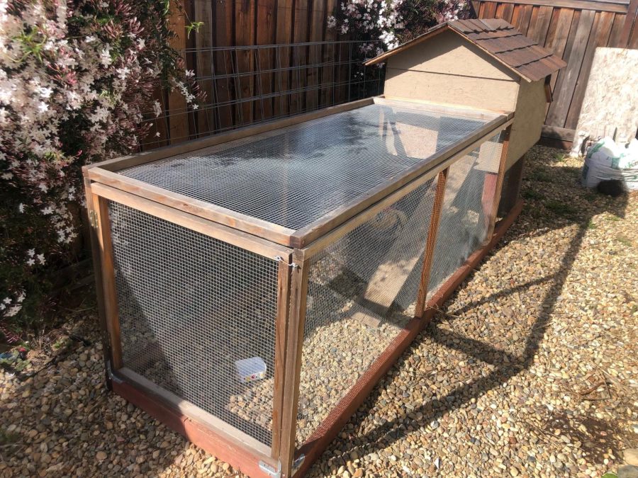 To provide a home for their three egg-laying hens, Imogen Rogers (22) father built a well supplied chicken coop for their backyard.