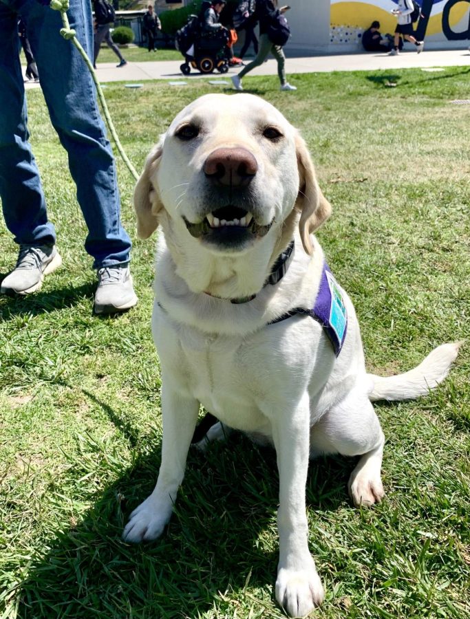 Zoey has been trained as a therapy dog and is open for cuddles on Fridays.