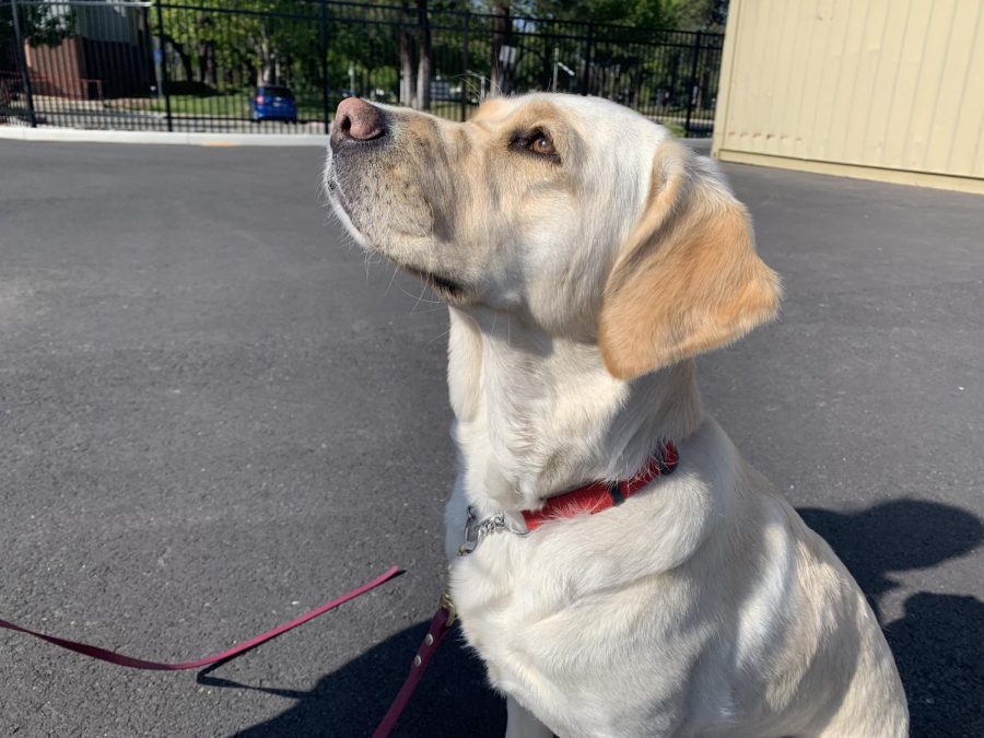 Canine Scarlet is in the pilot program Early Alert Canines at a Covid-19 testing site at Hart Middle School. 