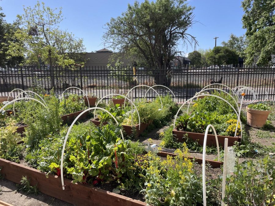 The garden behind Mrs. Kawashima’s classroom is in full bloom and continues to grow every day with lettuce, flowers, etc. 