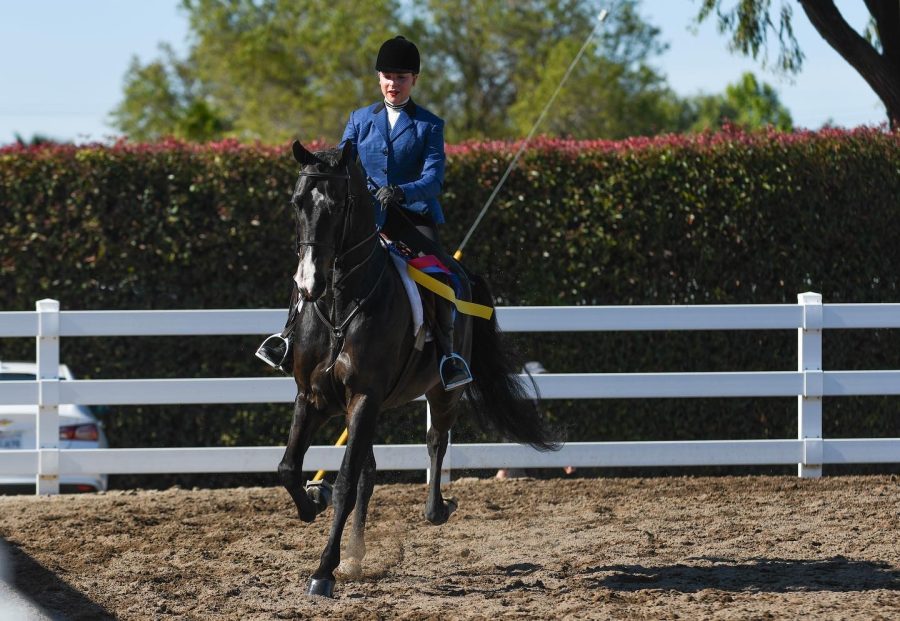 As winner of her division,  she is rewarded with another blue ribbon.