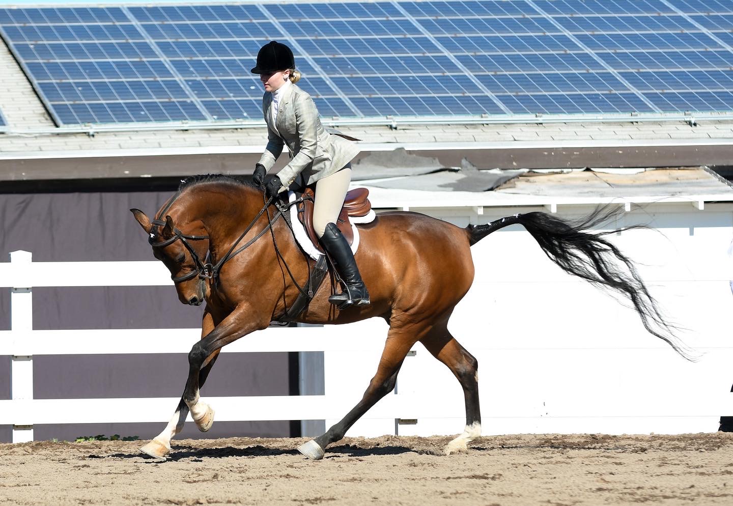 The annual Silicon Valley horse show is held successfully at alameda county fair