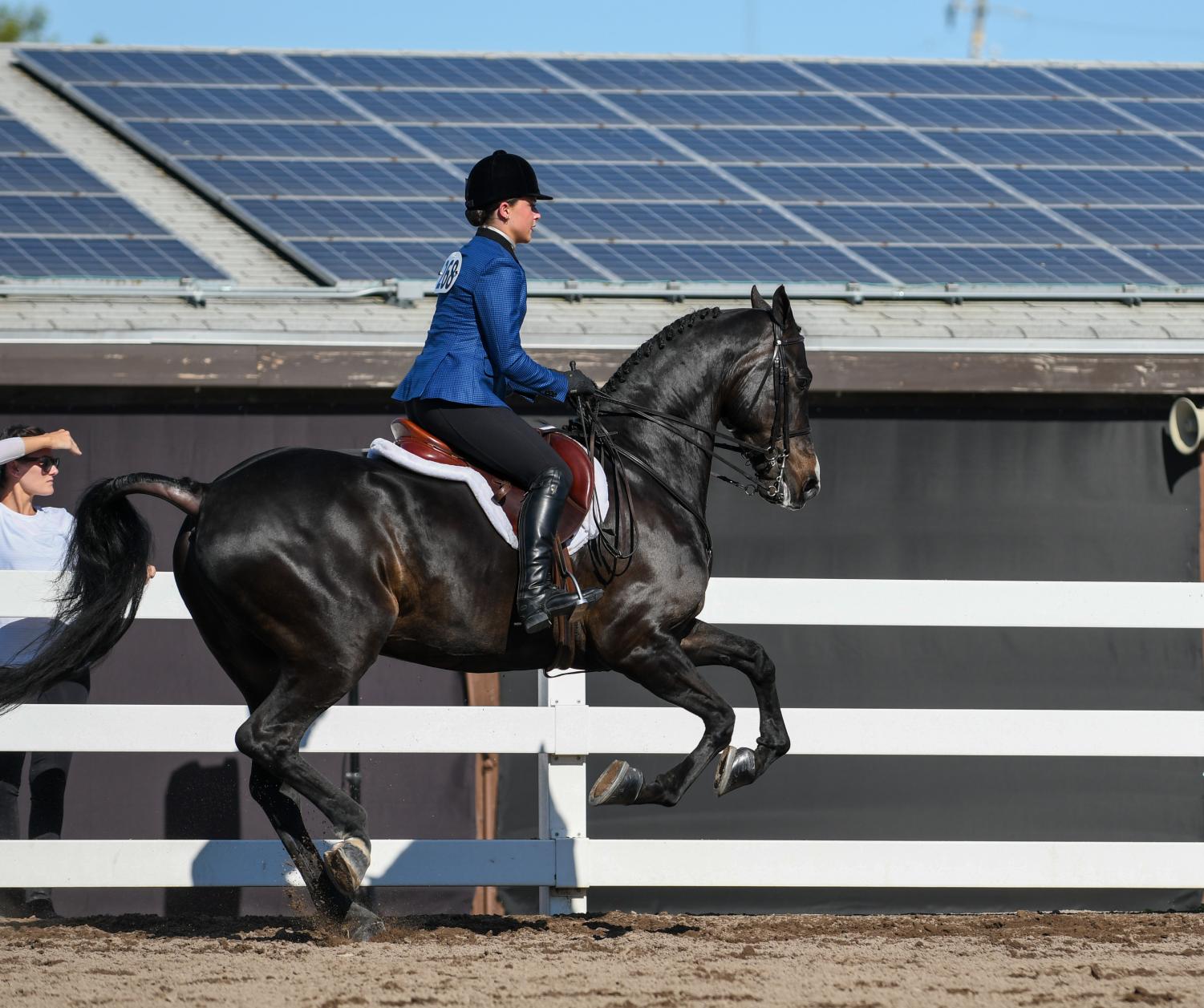 The annual Silicon Valley horse show is held successfully at alameda county fair