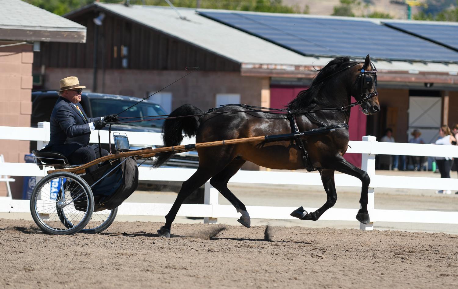 The annual Silicon Valley horse show is held successfully at alameda county fair