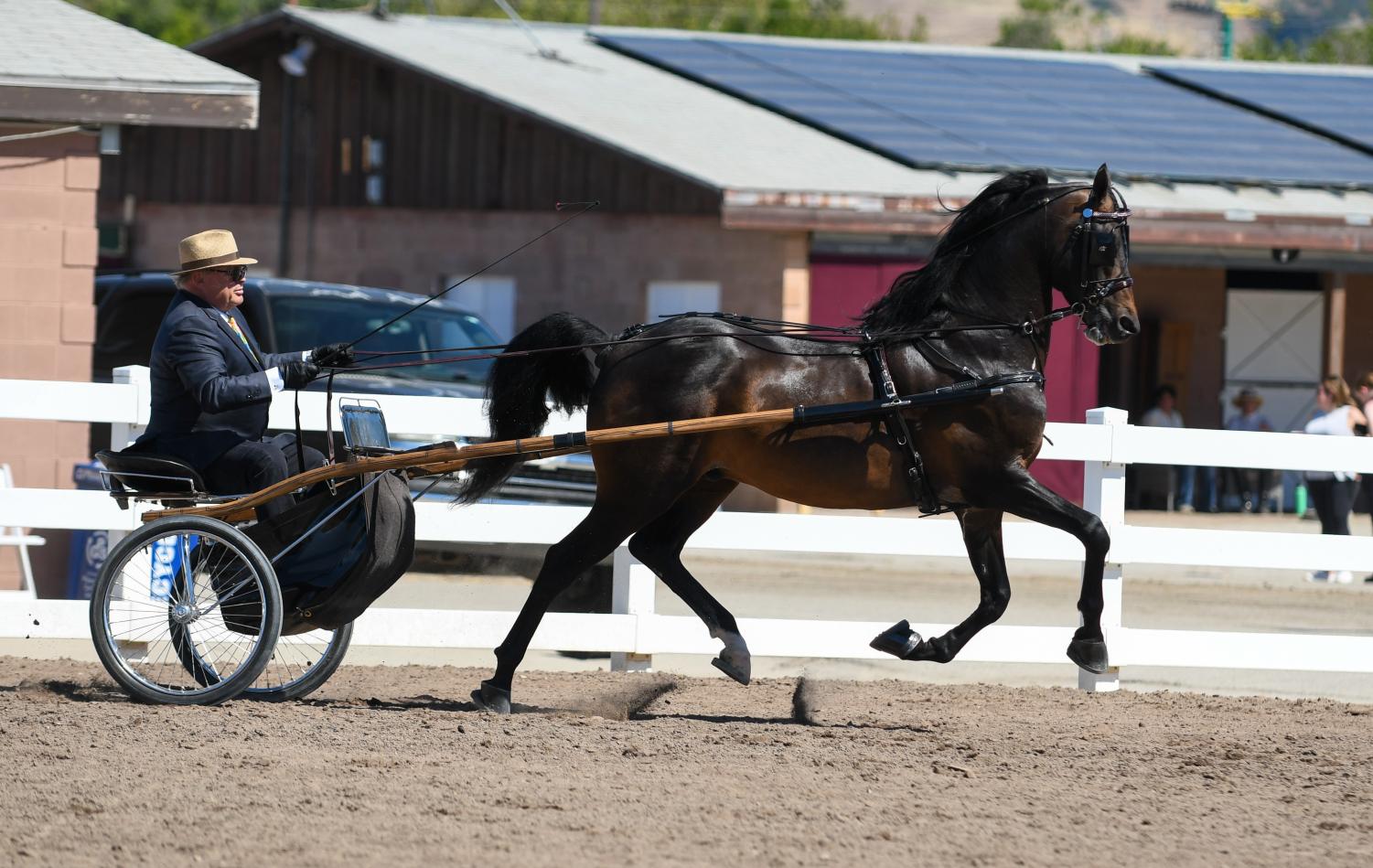 The+annual+Silicon+Valley+horse+show+is+held+successfully+at+alameda+county+fair