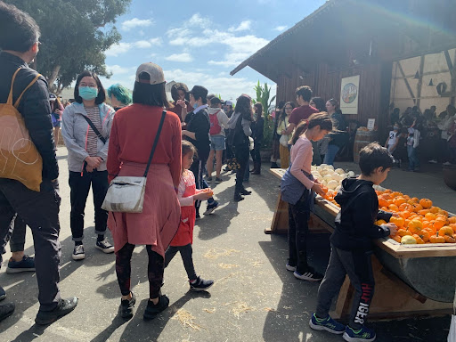 Families flock the stables and barrels that are filled to the brim with multicolored gourds and pumpkins. The crowd turnout at G & M farms was high, with children and parents all ages.