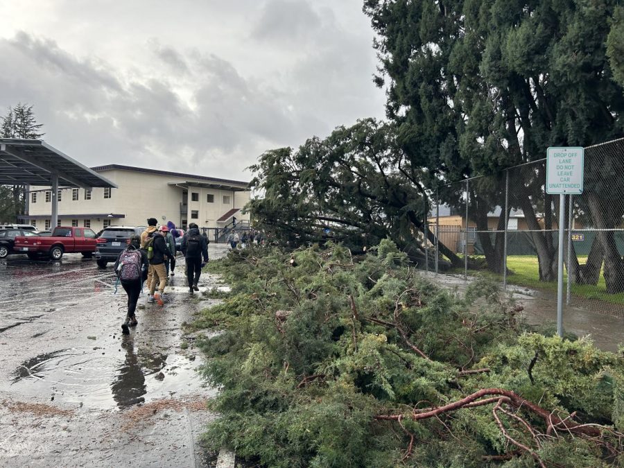 Two trees fell in the Santa Rita parking lot blocking traffic and causing many student to arrive to school late.