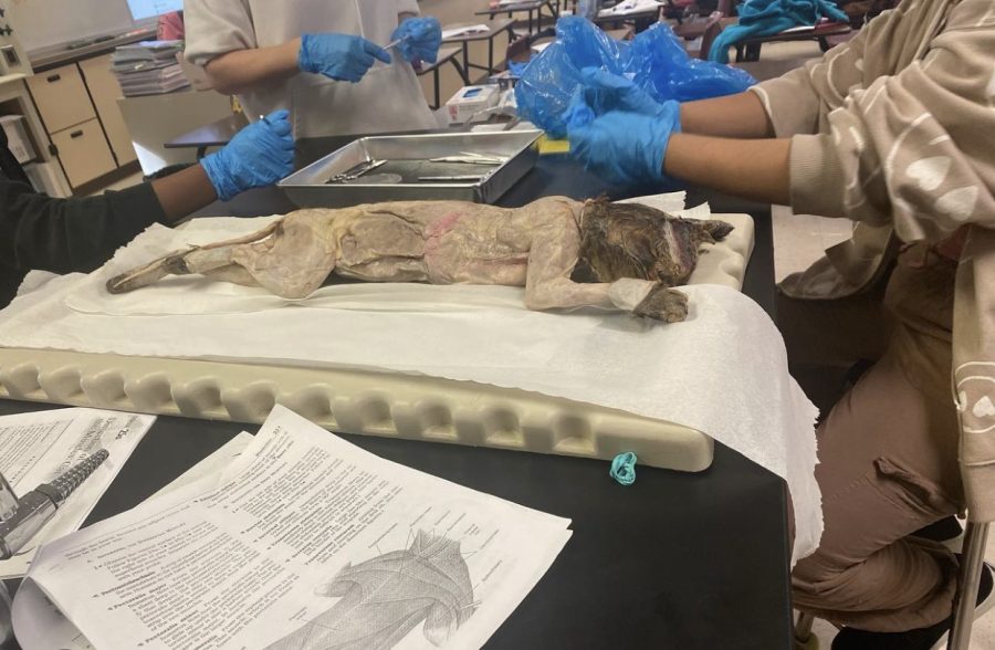The cats were dissected at both anatomical and posterior positions allowing students to identify the muscles easily