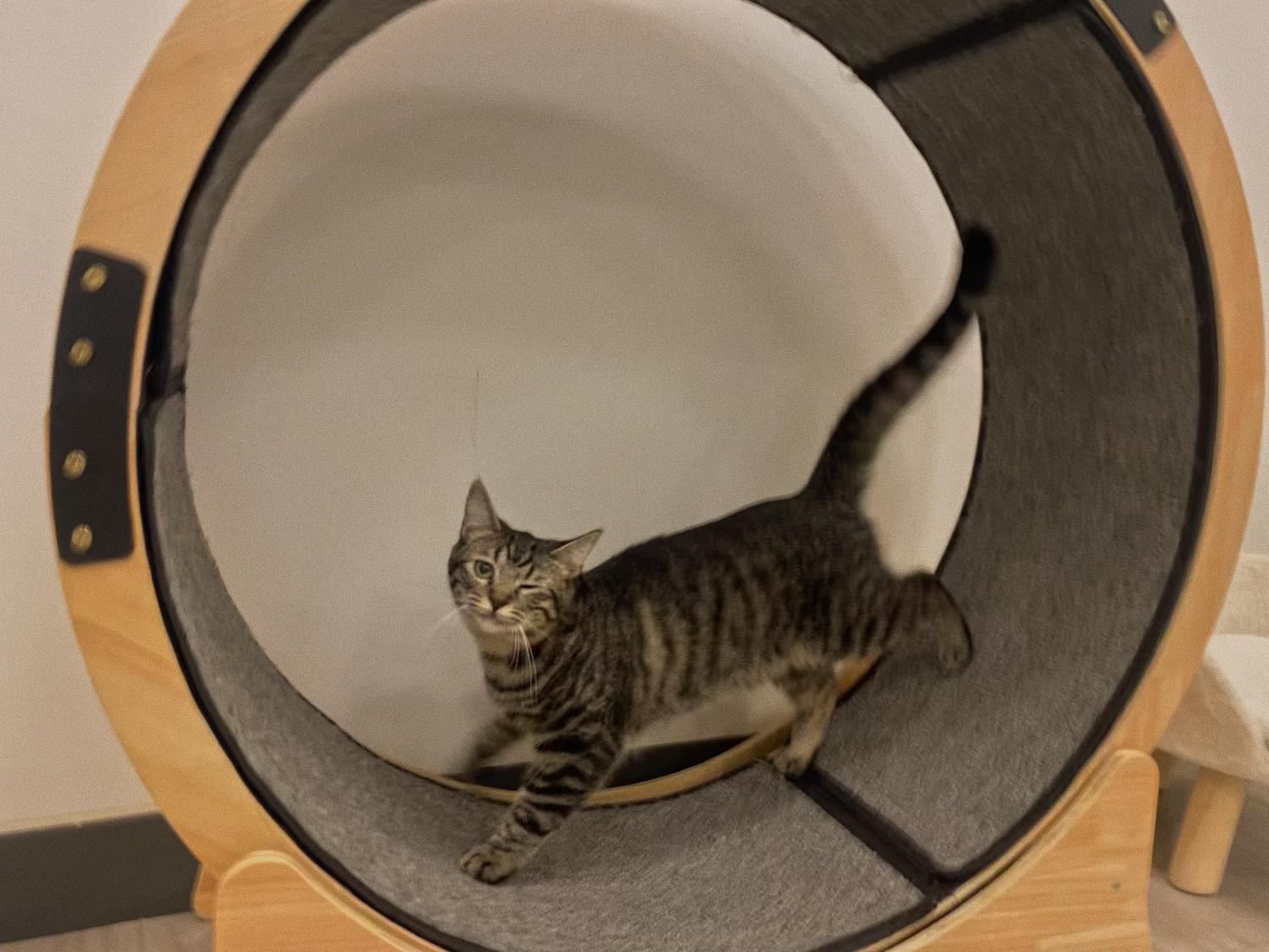 Mini Cat Town strives for the purr-fect adoption and cat experience