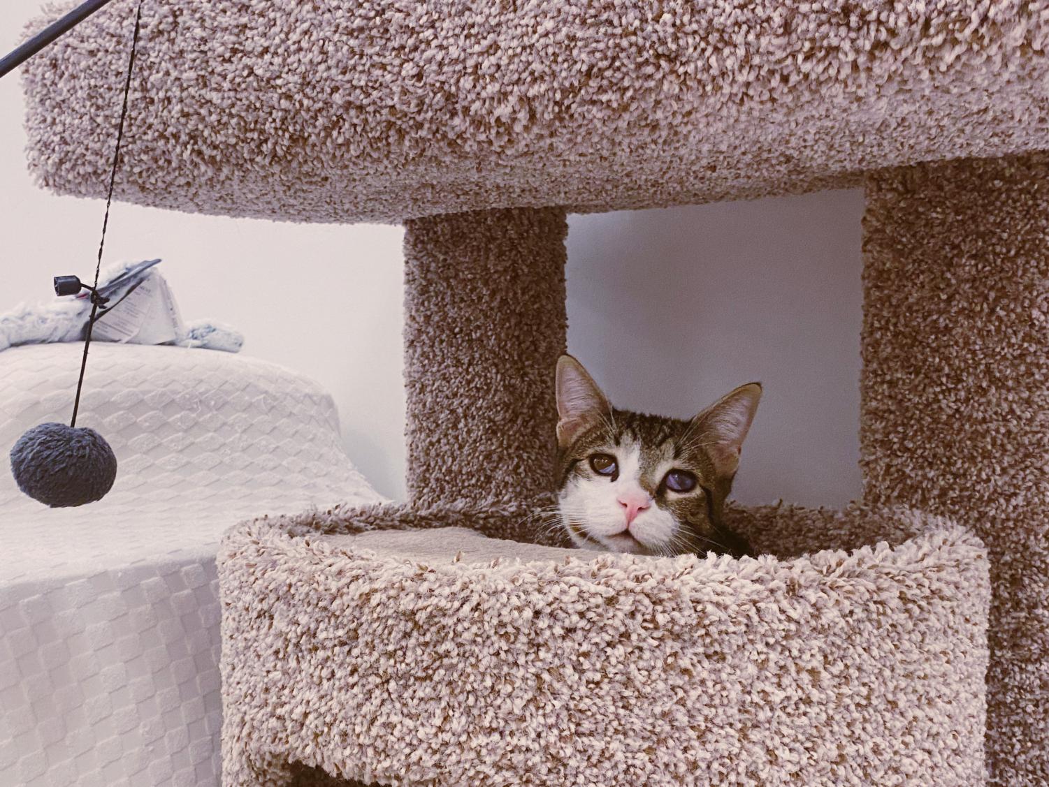 Mini Cat Town strives for the purr-fect adoption and cat experience