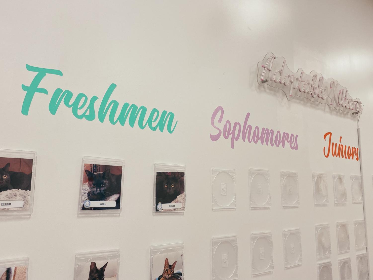 Mini Cat Town strives for the purr-fect adoption and cat experience