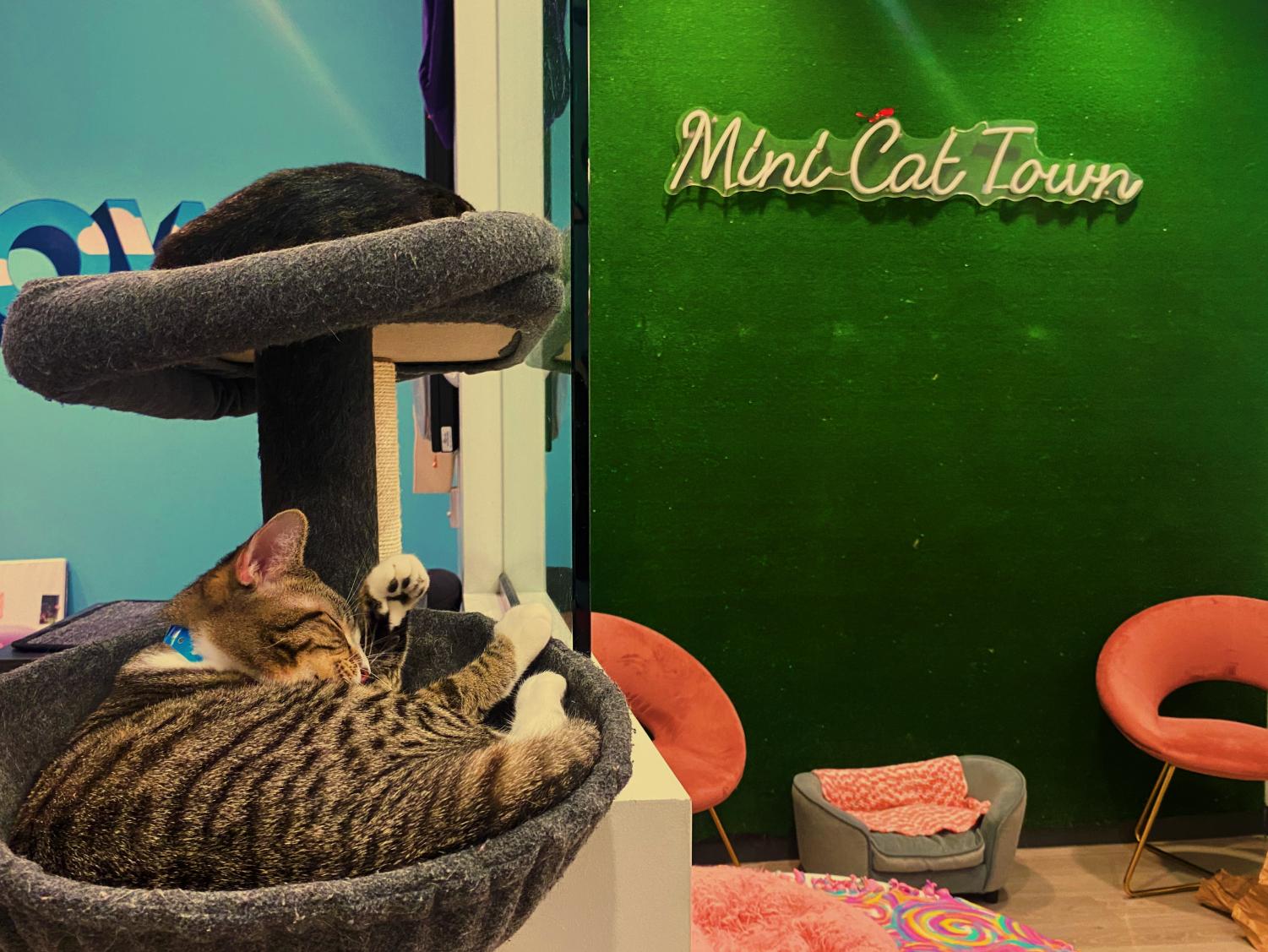 Mini Cat Town strives for the purr-fect adoption and cat experience
