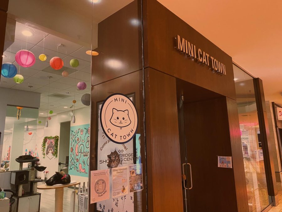 Located right inside of the south entrance of the Stoneridge Mall, Mini Cat Town catches the eyes of many passing cat-lovers.