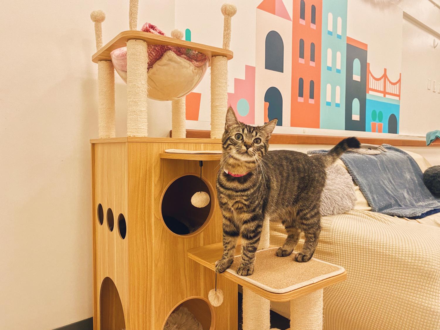 Mini Cat Town strives for the purr-fect adoption and cat experience