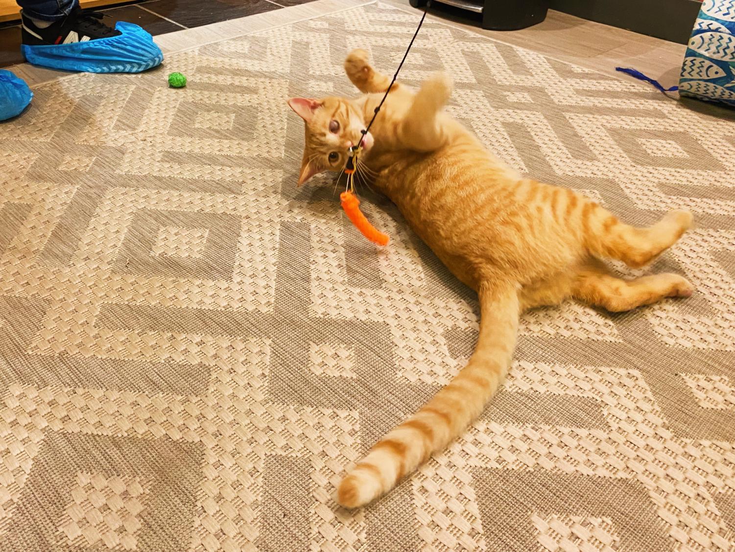 Mini Cat Town strives for the purr-fect adoption and cat experience
