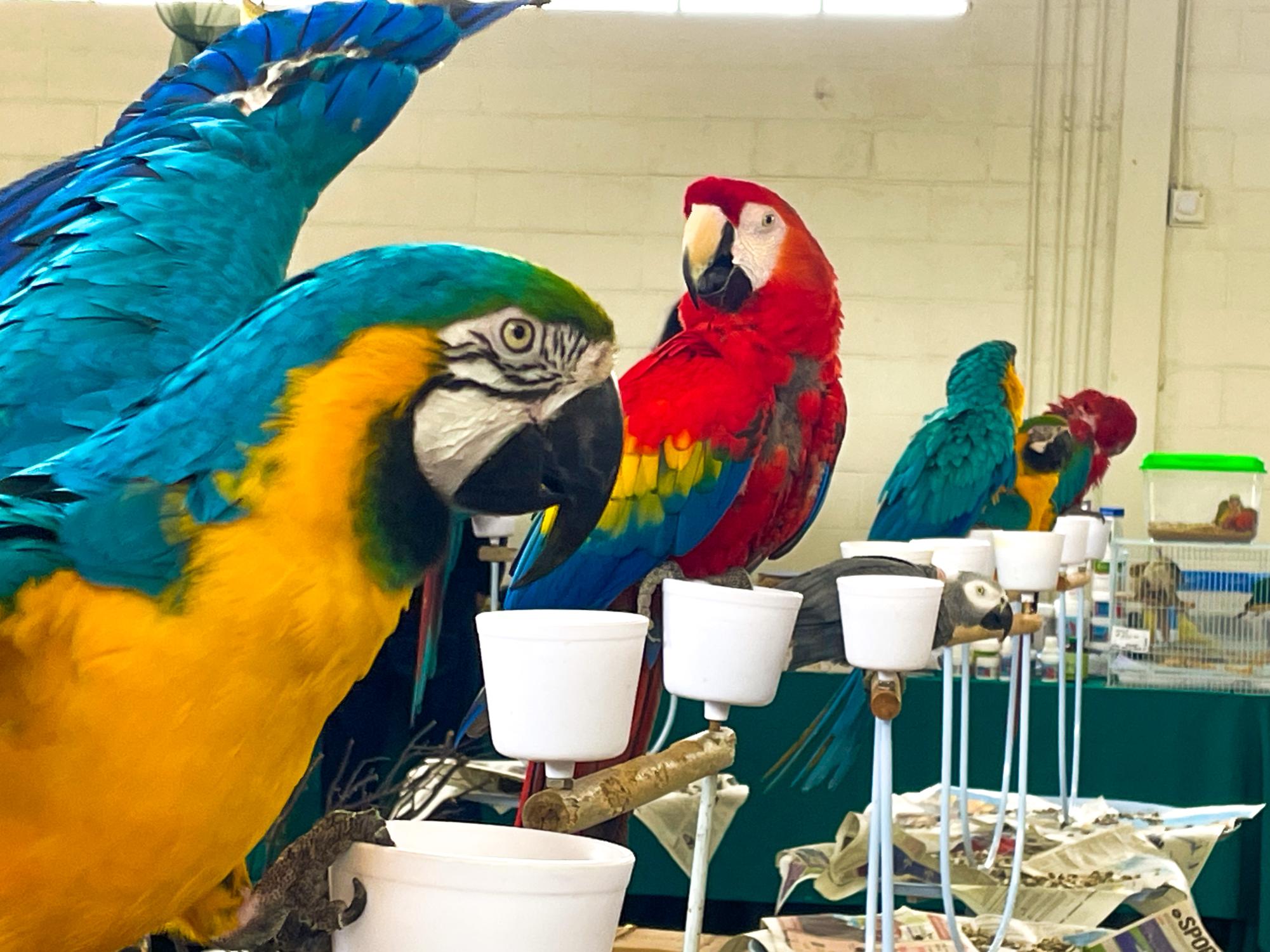 An aviculturist album: Exotic Bird Expo at Alameda County Fairgrounds