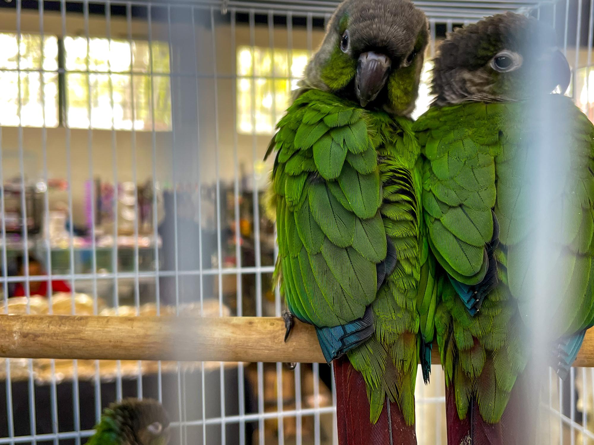 An aviculturist album: Exotic Bird Expo at Alameda County Fairgrounds