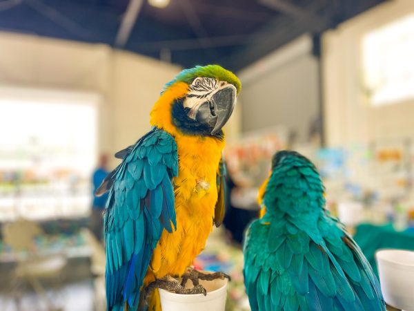 The Blue Macaw was one of the main attractions at the Bird Expo, and it isnt hard to see why.