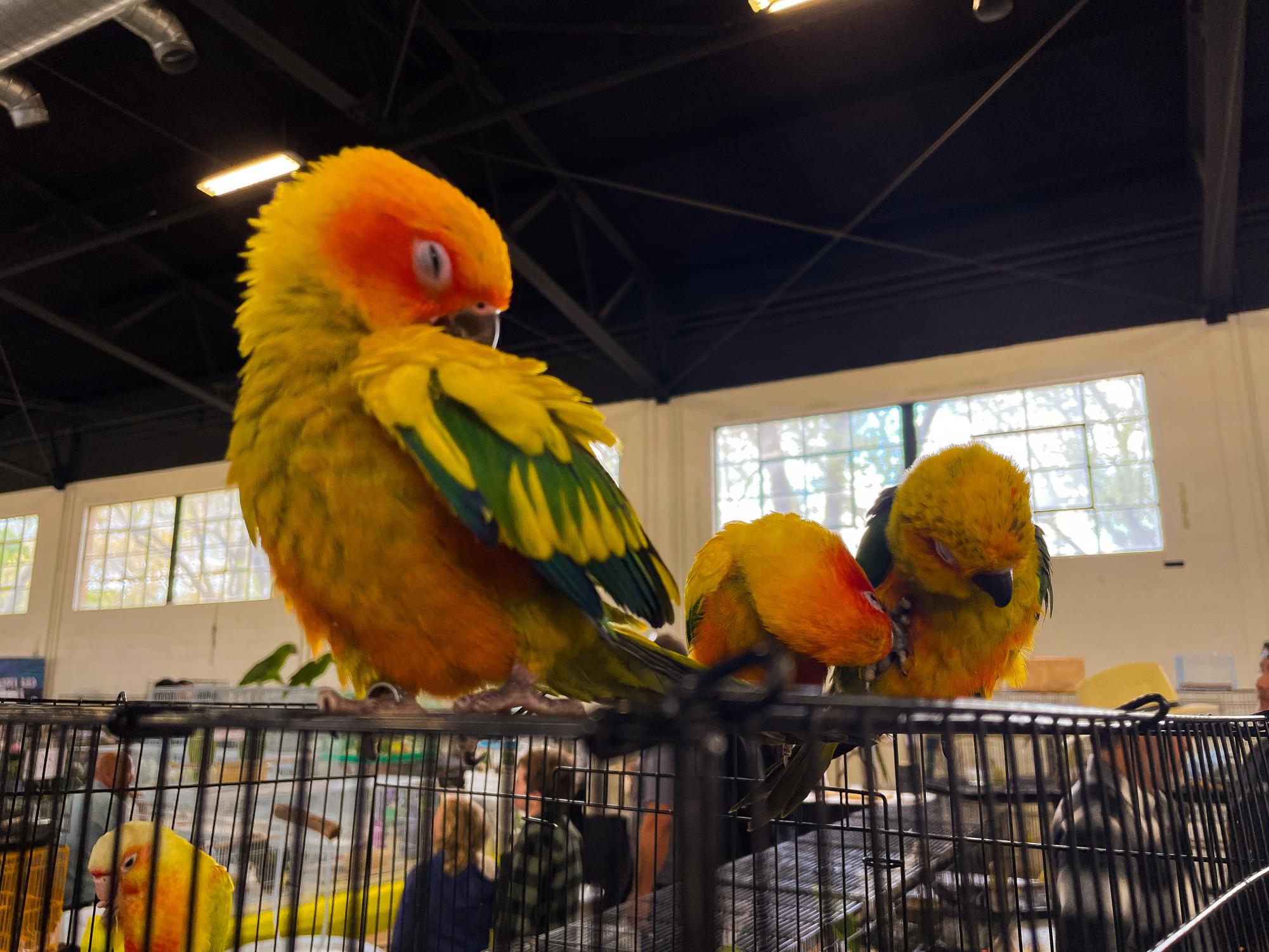 An aviculturist album: Exotic Bird Expo at Alameda County Fairgrounds
