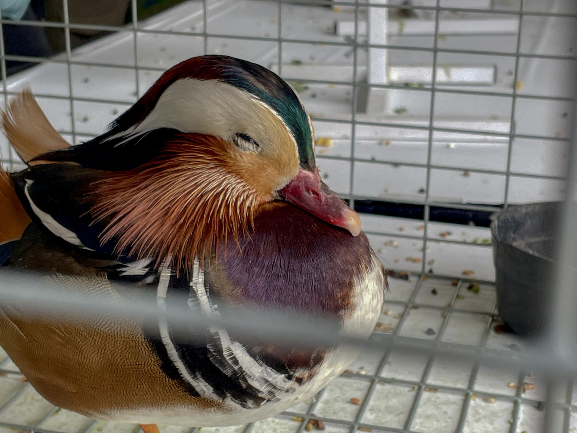 An aviculturist album: Exotic Bird Expo at Alameda County Fairgrounds