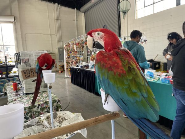 Various types of birds were showcased at the expo.