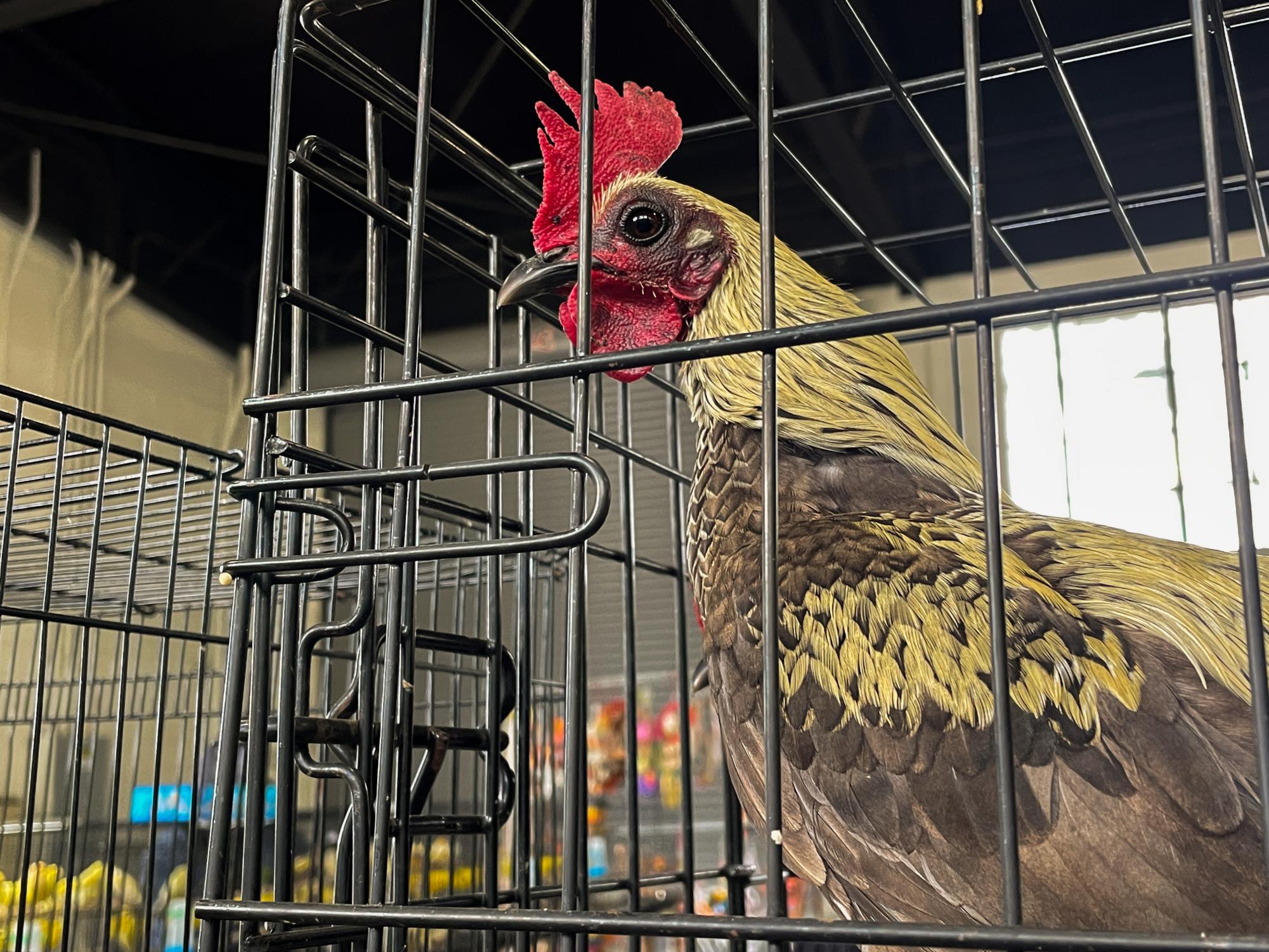 An aviculturist album: Exotic Bird Expo at Alameda County Fairgrounds