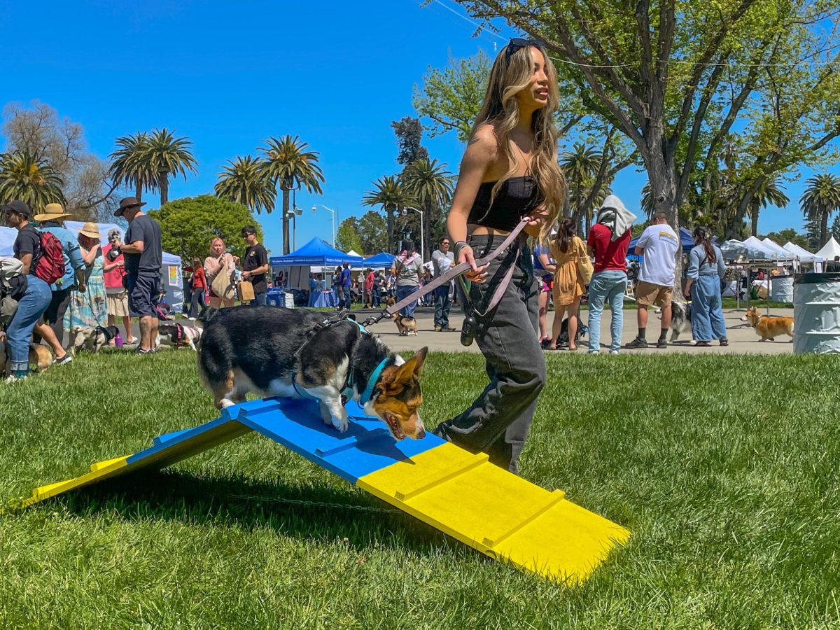 An obstacle course offered a challenge for all dogs to try at StumpyCon. Watching owners attempt to coax their stubborn-natured dogs, especially the corgis and dachshunds, to try and tackle the course gave many attendees a laugh.