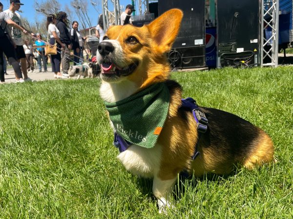 Pickles, a Pembroke Welsh Corgi, poses in the afternoon sun. Many corgis are pros at posing for photos, as their owners love to share pictures of them on social media.